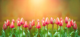 Fototapeta Tulipany - czerwone tulipany na słonecznym tle, wiosna, piękna naturalna scena wiosenna