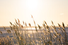 Golden Hour On The Seaside With Reeds Flowing In The Wind