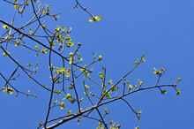Yellow Leaves On Blue Sky Background