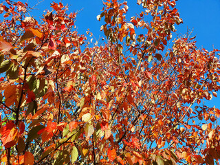 Wall Mural - autumn colour of prunus sargentii a tree which has red brown leaves during the fall season in novemb