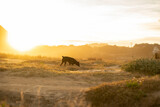 Fototapeta Natura - black dog digging in the ground in the search for something