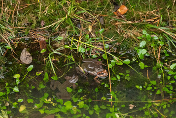 Sticker - two frogs mating in the water in a pond