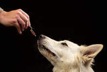 Dog Taking CBD Hemp Oil. White Swiss Shepherd Licking Cannabis Dropper For Anxiety Treatment.