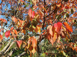 Wall Mural - autumn colour of prunus sargentii a tree which has red brown leaves during the fall season in novemb