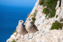 Baby Gulls Of A Herring Gull (Larus Argentatus) In National Park Calpe, Alicante Province (Spain). Penon De Ifach Mountain. Birds Twins. The Concept Of Wild Animals In Nature. Selective Focus.