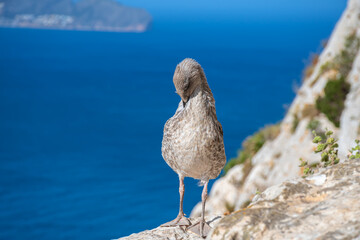 Seagull chick in National Park Calpe, Costa Blanca (Spain) on the mountain Penon de Ifach. In the background the Mediterranean Sea. Concept travel, vacation at sea. Selective focus.