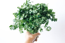 Fresh Green Bunch Of Parsley In Hand On A White Background