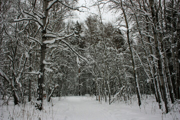  Snow trail in winter forest