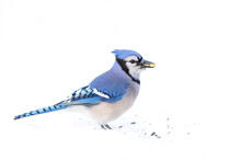 Blue Jay (Cyanocitta Cristata) In The Snow Searching For Food In A Canadian Winter.