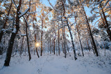 Fototapeta Na ścianę - pine tree forest in sunny cold winter day with snow