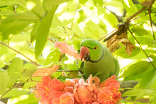 Rose-ringed Parakeet (Psittacula Krameri) Bird, Known As The Ring-necked Parakeet, With A Distinctive Green Colour Eating Flower Petals. Shibpur Botanical Garden, Howrah, West Bengal, India