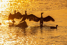 Cormorants Standing On Rocks In Sunrise