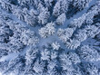© Leek - Aerial view of a winter forest
