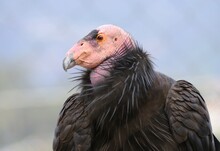 Condor Free Stock Photo - Public Domain Pictures