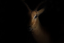 Dramatic Portrait  Of An Antelope In Africa, Isolated On Black