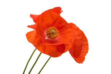 Canvas Print - beautiful poppy flower isolated