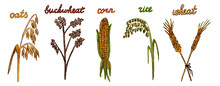 Cereals And Grain Plants Set. Isolated Symbols Of Wheat, Buckwheat, Oat And Rice. Agriculture Harvest Of Corn