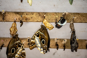 Wall Mural - larvae and newly emerged butterflies at the butterfly farm 