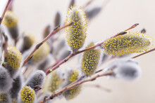 Expanded Buds On Pussy Willow Against White Background