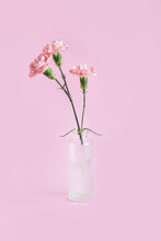 Tender Carnation Flowers  In A Glass Vase On Pastel Pink Background.