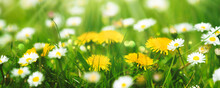 Cheerful Spring Flowers Meadow In Sunshine, Macro With Selctive Sharpness, Floral Happy Easter Card Concept