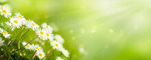 Idyllic Isolated Daisy Meadow In Springtime On Green Blurred Background, Sunshine On Blossoms Of Daisies, Cheerful Floral Easter Concept