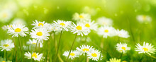 Idyllic Daisy Meadow In Sunshine, Macro Of Daisy Flowers With Selective Sharpness