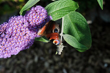 Aglais Io, European Peacock Butterfly, On Summer Lilac