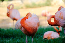 Group Of Flamingos At Zoo Preening Closeup In Grass With Shallow Depth Of Field And Selective Focus.