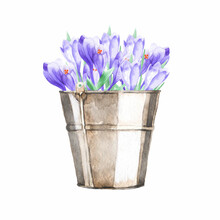 Watercolor Illustration Of Crocus Flowers In A Bucket. Great For Printing, Web, Textile Design, Scrapbooking And Souvenir Products.