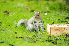 Grey Squirrel About To Run