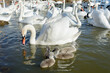 Mute swan protects baby swans from other swans