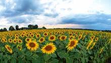 Large Field Of Blooming Sunflowers Against The Backdrop Of A Sunny Cloudy Sky. Agronomy, Agriculture