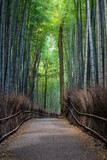 Fototapeta Dziecięca - The Arashiyama Bamboo Forest in Kyoto, Japan in the early morning with a trail through the forest.