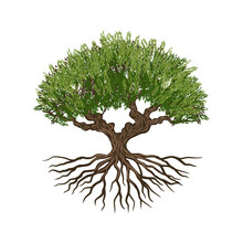Rooted Tree Vector, Strong Detail