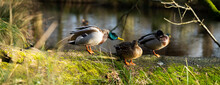 Male And Female Ducks Resting On A Moss Covered Log By The Lakeside