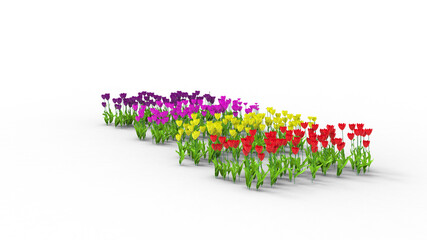 Wall Mural - colorful tulip flower side view with shadow 3d render