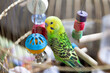 © Tatiana Nurieva - A green wavy parrot sits in a cage. Green parrot pet. Budgerigar with toys.