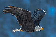 Bald Eagle (Haliaeetus Leucocephalus) In Flight