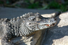 A Chinese Alligator Also Known As The Yangtze Alligator, China Alligator, Or Historically The Muddy Dragon, Sunning On A Rock And Thermo Regulating