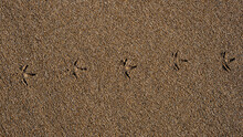 Seagull Footprints On The Sand. Traces Of Animals.
