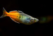 Boesemani rainbow fish