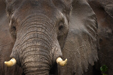 African Elephant In Murchison Falls National Park. Elephants In Uganda. Safari In Africa. Group Of Elephants In Rain.