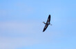 Silhouette of one single flying Gray Heron in the blue sky