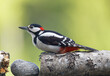 Great spotted woodpecker sitting on a birch log