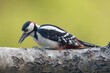 Hungry great spotted woodpecker sitting on a birch log, the beek is full of food