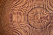 beautiful cut tree trunk with annual rings and cracks. wood texture background