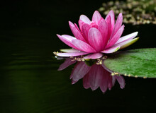 Rose Water Lilies In A Lotus Pond