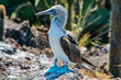blue footed booby by the ocean