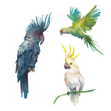 Tropical Parrots Set. Exotic Birds Isolated On White Background. Watercolor Illustration.